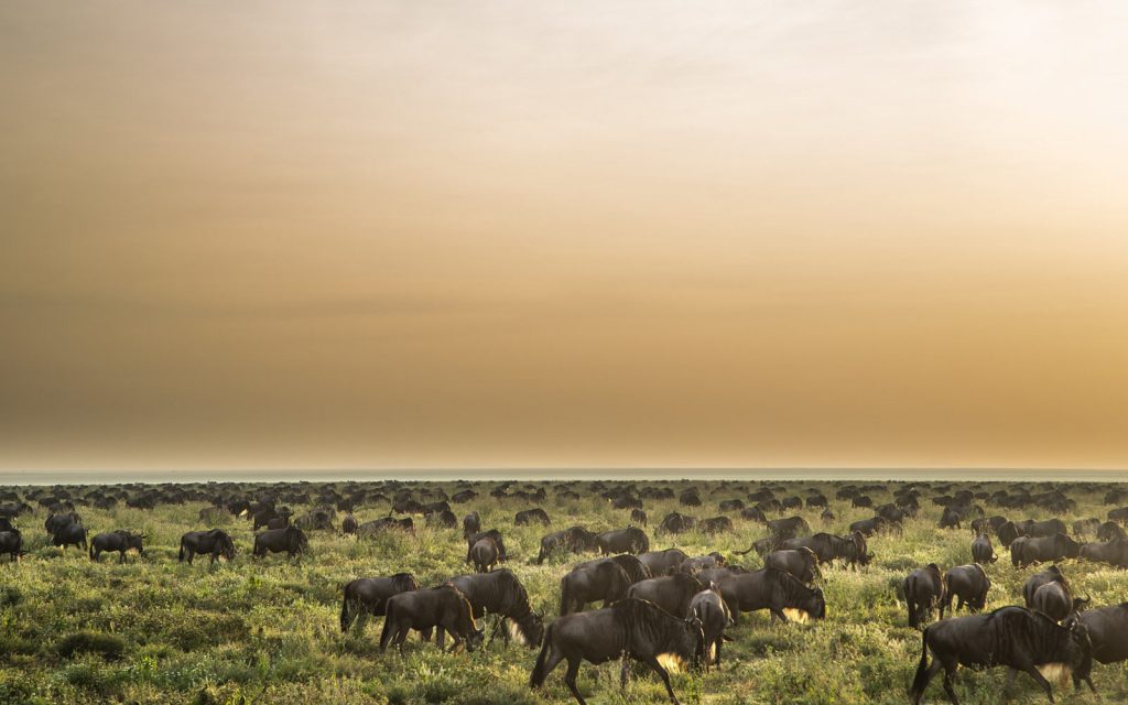 Wildebeest crossing a river in the Serengeti